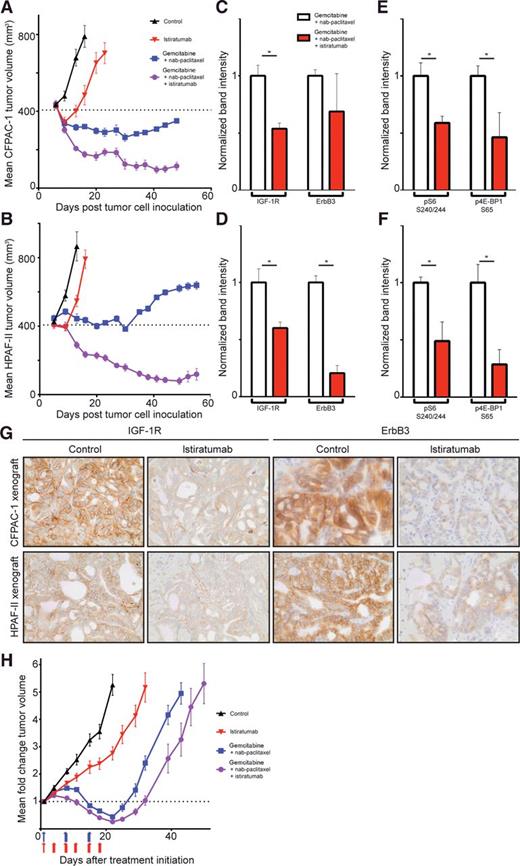 Figure 6. Istiratumab enhances in vivo activity of chemotherapy in pancreatic cancer xenograft models. A and B, Addition of istiratumab to gemcitabine/nab-paclitaxel chemotherapy resulted in increased CFPAC-1 (A) and HPAF-II (B) xenograft tumor regression. Mice were treated by intraperitoneal injection with vehicle (black), istiratumab monotherapy (30 mg/kg, every 3 days; red), the dual combination of gemcitabine (10 mg/kg for CFPAC-1 and 40 mg/kg for HPAF-II, every 6 days) and nab-paclitaxel (10 mg/kg, every 3 days; blue), or the triple combination of gemcitabine, nab-paclitaxel plus istiratumab as dosed for the monotherapy (purple). Error bars represent the SEM (N = 10 mice, P < 0.002 for gemcitabine/nab-paclitaxel vs. istiratumab/gemcitabine/nab-paclitaxel from day 13 onward in both models). C–F, Dual IGF-1R/ErbB3 inhibition with istiratumab induces degradation of IGF-1R and ErbB3 and inhibits downstream prosurvival signaling in mouse xenograft pancreatic tumors. CFPAC-1 (C and E) and HPAF-II (D and F) end-of-study tumors were harvested 24 hours after final drug administration. Tumor lysates were immunoblotted for total IGF-1R and ErbB3 (C and D), or pS6 (S240/244) and p4E-BP1 (S65; E and F). Bars shown in red represent samples treated with istiratumab. Bar graphs represent the mean signal + SD (N = 4 mice), normalized to beta-actin. *, P < 0.05. G, Mice bearing CFPAC-1 and HPAF-II xenograft tumors were treated with istiratumab (30 mg/kg, i.p.), and tumors were harvested 24 hours after treatment (top two rows). Formalin-fixed, paraffin-embedded tumor samples were probed for IGF-1R or ErbB3 receptor expression by IHC. Images were acquired at 40× magnification. H, Addition of istiratumab to gemcitabine/nab-paclitaxel chemotherapy resulted in increased efficacy in pancreatic PDX model #14244. Mice were treated with vehicle (black), istiratumab monotherapy (30 mg/kg, twice weekly; red arrows), the dual combination of gemcitabine (25 mg/kg, weekly), and nab-paclitaxel (15 mg/kg, weekly; blue arrows), or the triple combination of gemcitabine and nab-paclitaxel (as dosed for the monotherapies) plus istiratumab (purple) for 3 weeks. Error bars represent the SEM (N = 8 mice).