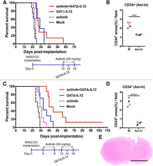 Figure 2. Axitinib treatment in combination with intratumoral G47Δ-mIL12 in athymic mice bearing human MGG123 GSC-derived brain tumors. A, Kaplan–Meier survival curve. Athymic mice were implanted with MGG123 human GSCs on day 0, axitinib (25 mg/kg) or vehicle solution was injected intraperitoneally from days 12 to 16, and/or G47Δ-mIL12 (5 × 104 pfu) or PBS injected intratumorally on day 14. n = 8, except for combination, n = 7. Mock versus axitinib, P = 0.16; mock versus G47Δ-mIL12, P = 0.0003; mock versus combination, P = 0.0003; axitinib versus combination, P = 0.0008; G47Δ-mIL12 versus combination, P = 0.78. B, IHC staining of CD34+ endothelial cells in brain tumor sections from mice treated with low-dose axitinib (25 mg/kg). Athymic nude mice implanted with MGG123 GSCs (5 × 104) on day 0 and treated with axitinib (25 mg/kg) or vehicle solution following the schema shown in A. Twenty-four hours after the last axitinib injection (day 17), animals were sacrificed, and brains were collected. Formalin-fixed and paraffin-embedded brain tumor sections were stained for CD34+ endothelial cells. Scatter plot (each animal one point) showing the quantification of CD34+ areas (10× objective) from five fields/tumor section (two sections/mouse; n = 4 mice/group). Quantification of CD34+ areas was done by ImageJ software (NIH). Counter was blinded to the experiment. C, Kaplan–Meier survival curve. Athymic mice were implanted with MGG123 human GSCs and treated with G47Δ-mIL12 or PBS intratumorally on day 14 (as in A). High dosage of axitinib (50 mg/kg) or vehicle solution was administered intraperitoneally from days 5 to 16 (two cycles of 5 days on and 2 days off). n = 8, except for G47Δ-mIL12, n = 7. The long-term surviving mouse from the combination group was sacrificed on day 104, and tumor was not present, shown in E. Mock versus axitinib, P = 0.009; mock versus G47Δ-mIL12, P = 0.002; mock versus combination, P ≤ 0.0001; axitinib versus G47Δ-mIL12, P = 0.08; axitinib versus combination, P ≤ 0.0001; and G47Δ-mIL12 versus combination, P = 0.02. D, IHC staining of CD34+ endothelial cells in brain tumor sections from mice treated with high-dose axitinib (50 mg/kg). Same data as in Fig. 3B (mean ± SEM; *** P < 0.001 and **** P < 0.0001). E, Hematoxylin and eosin staining of brain section of long-term survivor mouse in C. Mouse was sacrificed on day 104 and H&E stained brain section showing the needle track wound (right hemisphere) with no evidence of tumor (bar = 0.1 inch).