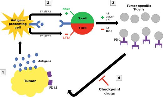 Figure 3. Immune responses include several processes that change over time and which must occur for checkpoint inhibitors to inhibit tolerance. Thoughtful use of radiation can aid at every step. Radiation improves tumor antigen presentation although membrane damage and other death processes (Step 1); increases (and/or reduces) T-cell activation in a time- and dose-dependent manner (Step 2); and alters cytokine expression also in a similar dose- and time-dependent manner (Step 3). Thus, in many clinical and research designs, radiation has proven to be a powerful adjunct or even a critical component of immune therapy. Poorly designed studies have the potential to yield a deleterious outcome.