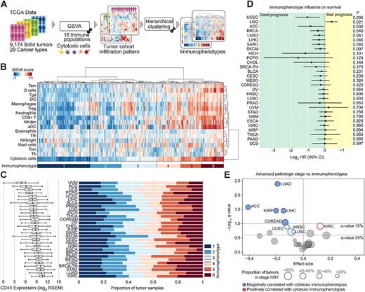 Figure 1. Tumor immunophenotypes. A, We defined the immune infiltration pattern of a tumor as the relative abundance of a set of immune cell populations estimated via a GSVA. The tumors of each TCGA cohort were then grouped into six immunophenotypes with different cytotoxic content. B, Immunophenotypes of the breast cancer cohort (n = 924) excluding triple-negative breast tumors. Immunophenotypes are numbered in ascending order of their median relative abundance of cytotoxic cells (from one to six and from dark blue to dark red in the bar below the heatmap). C, Proportion of tumors with each immunophenotype across cohorts. Note that immunophenotypes represent tumors with distinct immune infiltrate profiles within each cohort regardless of the overall immune infiltration differences between malignancies. Cancer types are displayed in ascending order of their absolute leukocyte content (measured through CD45 expression of the bulk samples; left boxplot). D, Influence of the immunophenotypes on the overall survival. A log2 HR below zero (vertical dot line) indicates that patients with tumors of higher cytotoxic immunophenotypes exhibit improved survival. P values were calculated using the Cox regression model. E, Association between advanced (III/IV) pathologic stage of the tumors and their immunophenotypes at diagnosis. Events associated with higher cytotoxic immunophenotypes are shown in red, and events associated with lower cytotoxic immunophenotypes are in blue (solid circles for Q values <0.1, empty circles for Q values <0.2, calculated using linear regression; see Materials and Methods).