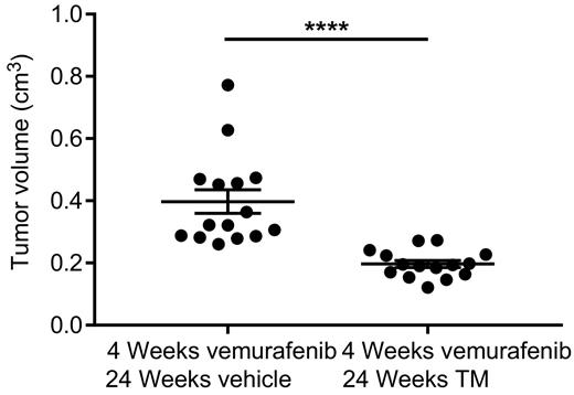 Figure 5. Long-term TM treatment after cessation of vemurafenib treatment reduces tumor volume in TBP mice. Tumor volume (cm3, each sample is a filled circle, mean ± SEM shown as bars) at the 24-week fixed endpoint in cohorts of 17 TBP mice orally treated with vemurafenib and vehicle, or vemurafenib and TM as indicated. ****, P < 0.001.