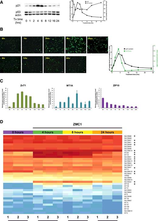 Figure 1. The pharmacodynamics of ZMC1 in cells over 24 hours mirror the zinc kinetics. A, The p21 and p53 protein levels were examined using Western blot analysis in TOV112D cells (p53R175H) in a time course of treatment with 1 μmol/L ZMC1 for a 24-hour period. Actin is used as an internal loading control. The quantitation is shown on the right. B, Intracellular free zinc concentration was measured using FluoZin-3 fluorescent imaging. The TOV112D cells were treated with 1 μmol/L ZMC1 over a 24-hour period. At 0, 1, 2, 4, 6, 8, 12, 16, and 24 hours, the cells were imaged with FluoZin-3. The intracellular free zinc concentration was measured according to the manufacturer's instructions. Scale bar, 25 μm. The quantitation of the zinc concentration (B, left) and the p21 protein levels (from A) are shown on the right. C, The expression of zinc homeostatic genes (ZnT1 and MT1A, which function to decrease free zinc, and ZIP10, which increases intracellular free zinc) was measured by quantitative RT-PCR in TOV112D cells with treatment of 1 μmol/L ZMC1 over 24 hours. D, RNA-seq analysis of TOV112D cells at baseline, 4, 8, and 24 hours after ZMC1 treatment. The subset of the 37 zinc homeostatic genes that were induced in response to ZMC1 treatment, labeled with asterisks, are shown in Supplementary Table S1.