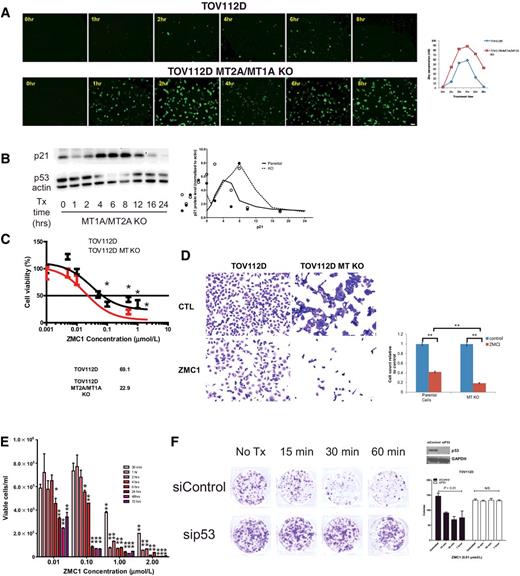 Figure 2. Cellular zinc ion homeostatic mechanisms function as the OFF switch in ZMC1 pharmacodynamics, allowing a brief exposure to be efficacious. A, Intracellular free zinc concentration was measured using FluoZin-3 fluorescent imaging in TOV112D parental cells and MT2A/MT1A KO cells. The cells were treated with 1 μmol/L ZMC1 over an 8-hour period. Scale bar, 50 μm. The quantitation of the zinc concentration is shown on the right. B, The p21 and p53 protein levels in TOV112D parental cells and MT2A/MT1A KO cells were measured by Western blot analysis. Actin is used as an internal loading control. The quantitation of p21 levels normalized with actin is shown on the right. The data of the parental cells (left) is from Fig. 1A. C, Cell viability measurement of TOV112D parental cells and MT2A/MT1A KO cells upon treatment of the serial dilutions of ZMC1 for 72 hours using Calcein-AM assays. Statistical analysis was performed using Student t test, comparing the viability of each drug concentration between the two cell lines. *, P < 0.05. EC50s are shown below the graph. D, Cell growth measurement of TOV112D parental cells and MT2A/MT1A KO cells upon treatment with 1 μmol/L ZMC1 for 24 hours. The cells were fixed and stained with Crystal violet. The viable cells were counted by using automated cell counting on the Keyence BZ-X software. The average cell count per field was normalized with the vehicle control samples. Four fields per dish and 3 dishes per treatment or control were counted. **, P < 0.0001. E, The TOV112D cells with various time of exposure of the serial dilutions of ZMC1 and then the drug-free medium was replaced for the incubation up to 72 hours. Cell viability measurement was performed using Guava ViaCount. Statistical analysis was performed using Student t test, compared with 30-minute treatment with 0.01 μmol/L. *, P = 0.006; **, P < 0.0001. F, Long-term effect of the different exposure times (15, 30, and 60 minutes) of 0.01 μmol/L ZMC1 was evaluated by clonogenic assay. The cells were incubated in drug-free medium for 14 days to form colonies followed by Crystal violet staining. The quantitation is shown on the right. The efficiency of the p53 siRNA knockdown is measured by Western blot analysis, shown on the right.