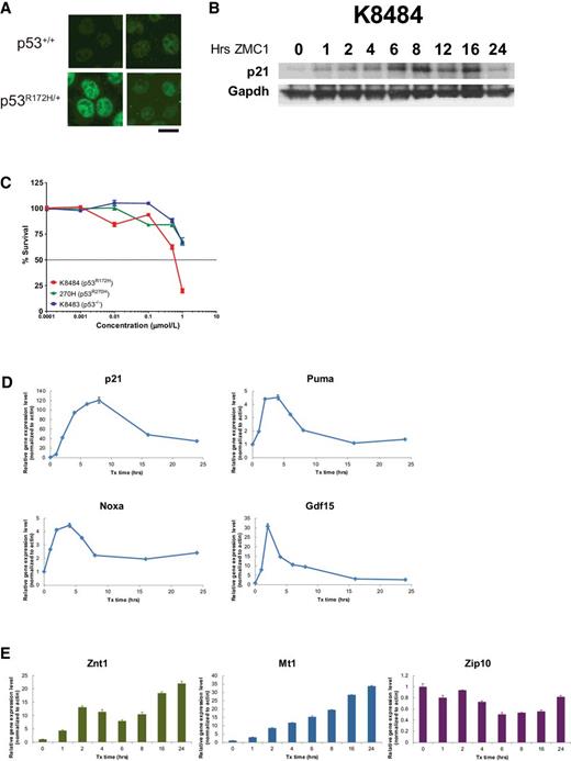 Figure 3. ZMC1 reactivates the p53R172H in the murine KPC pancreatic cancer model. A, Mutant p53 protein refolding was evaluated using conformation-specific immunofluorescent imaging with PAB240 antibody. The p53+/+ and p53R172H/+ cells were treated with 1 μmol/L ZMC1 for 6 hours, followed by immunofluorescent staining. Left, vehicle control. Right, ZMC1 treatment. Scale bar, 25 μm. B, The p21 protein levels were evaluated by Western blot analysis in K8484 cells upon treatment with 1 μmol/L ZMC1 for up to 24 hours. GAPDH was used as the internal control. C, Sensitivity of K8484 (p53R172H/+), 270H (p53R270H/+), and K8483 (p53−/−) to ZMC1 was evaluated by cell growth inhibition assay (MTS assay). The cells were treated with serial dilutions of ZMC1 for 72 hours. D, Gene expression of 4 p53-regulated genes, p21, Puma, Noxa, and Gdf15, after ZMC1 treatment was measured by qRT-PCR. E, Gene expression of three common zinc regulation genes (Znt1, Mt1, Zip10) after ZMC1 treatment was measured by qRT-PCR.