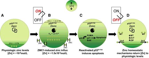 Figure 6. The ZMC Switch mechanism. A, At physiologic zinc levels (10−9 mol/L), p53R175H is in its Apo (zinc-free) state because the mutation weakens its binding at the native ligation site (p53R175H Zn Kd 2 × 10−6; ref. 15). This causes the protein to misfold and lose wild-type transcriptional function. B, Upon treatment with a ZMC, intracellular zinc levels increase approximately 1,000-fold (1.5 × 10−5 mol/L), and this allows zinc to bind in the p53R175H native ligation site, and the protein adopts a wild-type conformation (ON switch). C, Once the protein undergoes a wild-type conformation change, the p53R175H exhibits wild-type transcriptional activity, and an apoptotic mechanism is induced. D, Within hours, the cell responds to this zinc surge by activating zinc homeostatic mechanisms (increasing expression of metallothioneins, zinc exporters, decreasing expression of zinc importers) that function to lower cellular zinc levels to physiologic range. Zinc is no longer at a sufficient concentration to remain bound in the p53R175H, and the protein returns to its Apo state (OFF switch).