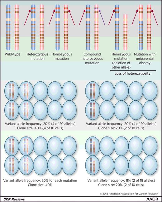 Figure 1. Various mutation and chromosomal deletion patterns are depicted, with maternal chromosome shaded in pink and paternal chromosome in blue. Chromosome ideograms represent stylized chromosome 17 with banding patterns those seen with Giemsa banding at 850-band haploid metaphase resolution. Mutations depicted are at the 17p13.1 locus of the TP53 gene—a gene can be either altered via point mutation or deletion, with alterations that can be somatic and clonally restricted or germline. Chromosome patterns at the bottom of the figure depict several potential relationships between variant allele frequency (i.e., total of all DNA that bears a mutation or polymorphism) and clonal burden at the cell level. Although variant allele frequency is quantitative, clonal burden cannot be immediately inferred from variant allele frequency without additional information about the specific gene and likely variant pattern.