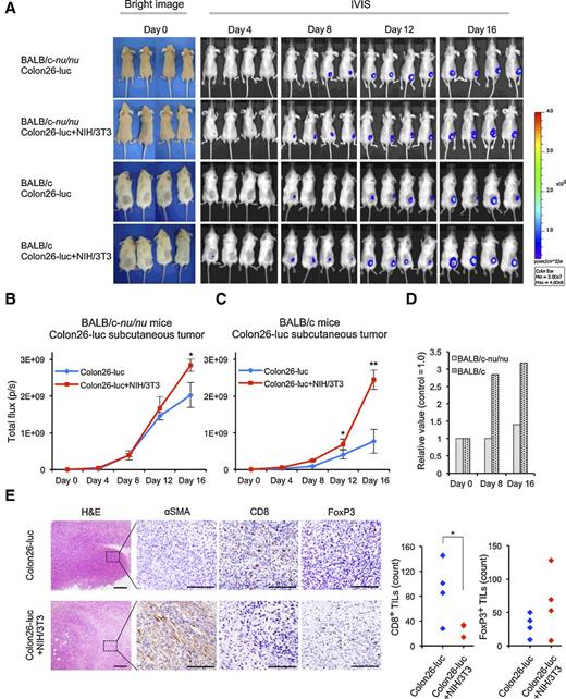 Figure 4. CAFs promote tumor growth by regulating TILs in vivo. A, IVIS imaging of subcutaneous tumors of Colon26-luc cells alone, or Colon26-luc cells cocultured with NIH/3T3 fibroblasts, in BALB/c-nu/nu mice and BALB/c mice. B, Quantitative luciferin activities are shown for BALB/c-nu/nu mice (mean ± SEM; *P < 0.05, day 16; Student t test). C, Quantitative analysis for BALB/c mice (mean ± SEM; *P < 0.05, day 12; **P < 0.001, day 16; Student t test). D, Relative progression of tumor growth in the coculture and control groups (Colon26-luc/Colon26-luc+NIH/3T3 tumors; E) IHC of CD8, FoxP3, and αSMA in BALB/c mice. Increased αSMA staining and FoxP3+ TILs, and decreased CD8+ TILs were observed in Colon26-luc+NIH/3T3 tumors (left). The number of CD8+ and FoxP3+ TILs in each sample is also plotted (right), showing a significantly lower number of CD8+ TILs in Colon26-luc+NIH/3T3 tumors (*P = 0.0474, Tukey test with ANOVA), and a trend toward greater numbers of FoxP3+ TILs (P = 0.251, Tukey test with ANOVA). Scale bars: 200 μm (HE), 100 μm (IHC).