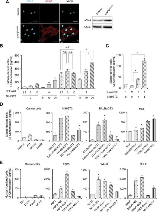 Figure 5. Fibroblasts and cancer cells cooperate to promote the release of IL6. A, Immunofluorescent microscopy showed higher expression of αSMA in activated fibroblasts, stimulated by conditioned medium from Colon26 cells. Western blots showed higher expression of αSMA in CAFs vs. nonactivated fibroblasts. Scale bars: 50 μm. B, Quantification of IL6 secretion by ELISA. Cancer cells (Colon26) and normal fibroblasts (NIH/3T3) secreted IL6 in a seeding density-dependent manner (×104 cells). Under coculture conditions, IL6 secretion was significantly increased in a CAF-seeding density-dependent manner. C, Quantification of IL6 secretion from fibroblasts (×104 cells) using conditioned medium from Colon26 cells (1.0 × 104 cells) cultured in isolation, to evaluate stimulation under noncontact conditions. D, The stimulation of IL6 secretion using other types of cancer cells and fibroblasts was evaluated. Some of these lines had a high baseline level of IL6 secretion, such as 4T1 or MEF. However, most fibroblasts were stimulated by coculture with cancer cells to release IL6 excrete high levels. E, Quantification of IL6 secretion by human cells was investigated. The same trend was observed as with mouse-derived cells (panels B–E: data represent mean ± SD; *P < 0.05, Tukey test with ANOVA; NS, not significant).