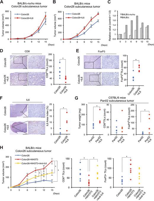 Figure 6. IL6 accelerates tumor growth and immunosuppression by regulating TILs in vivo. A and B, Growth of subcutaneous tumors inoculated in BALB/c (n = 6, in each group) or BALB/c-nu/nu mice (n = 5, in each group) with or without IL6 injection was observed (mean ± SEM; *P < 0.05; Student t test). C, Comparison of tumor progression in IL6-treated animals relative to untreated animals. D, IHC and quantification of CD8+ TILs at high magnification (400×; *P < 0.001, Student t test). E, IHC and quantification of FoxP3+ TILs at high magnification (400×; *P < 0.001, Student t test). D and E, Scale bars: 200 μm (200×), 100 μm (400×). F, IHC and quantification of the IL6 area index at high magnification (400×; *P < 0.001, Student t test). Scale bars: 1 mm (40×), 100 μm (400×). G, Pan02 subcutaneous tumors in C57BL/6 mice were evaluated and stained for CD8+ and FoxP3+ TILs by IHC. Evaluation of tumor weight and the number of TILs is shown for each group (*P < 0.05, Student t test). H, Tumor growth assay using anti-IL6 antibody to block IL6 effects (left). Comparison with or without IL6 blockade in cocultured tumors (n = 7 mice in each group; mean ± SD; *P < 0.05, Tukey test with ANOVA). Number of CD8+ and FoxP3+ TILs in each sample is shown for each of the three groups (middle and right). Significantly decreased CD8+ TIL numbers in NIH/3T3 cocultured tumors, and their subsequent rescue by IL6 blockade is shown (middle; *P < 0.05, Tukey test with ANOVA). The significantly increased FoxP3+ TIL numbers in cocultured tumors (*P < 0.05), also showed a trend to reversal by IL6 blockade (P = 0.101; Colon26+NIH/3T3 vs. Colon26+NIH/3T3+anti-IL6, Tukey test with ANOVA).