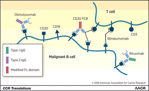 Figure 1. This schema demonstrates our current immunologic approach to treating B-cell hematologic malignancies. The mAbs rituximab and obinutuzumab target the CD20 surface protein, leading to antibody-dependent cellular cytotoxicity (ADCC) and apoptosis through multiple mechanisms. The bispecific antibody blinatumomab uses a small-molecule linker between anti-CD19 Fab and anti-CD3 Fab to recruit T cells for antitumor effect. The mechanism of the new CD20-TCB is demonstrated here. Its head-to-tail design mirrors that of obinutuzumab but instead targets CD20, with an additional anti-CD20 Fab across the antibody hinge region.