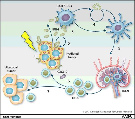 Figure 1. Cancer cell secretion of IFN-I is an essential signal for a radiation-induced in situ anticancer vaccine. (1) Radiotherapy used at the optimal dose and fractionation leads to accumulation of cytosolic dsDNA in the cancer cells, which stimulates the production of IFN-I via the cGAS/STING pathway, and the transactivation of ISG, including chemokines such as CXCL10. (2) IFN-I binds to its receptor on the cancer cells, promoting further secretion of IFN-I and expression of several ISGs. (3) IFN-I binds to its receptor on BATF3-depenedent DCs (BATF3-DC), promoting their recruitment to the tumor and their activation. (4) Once in the tumor, BATF3-DCs take up TAA and tumor-derived DNA, which further stimulates production of IFN-I via cGAS/STING. (5) Optimally activated BATF3-DCs then migrate to tumor-draining lymph nodes (TDLN) where they can cross-prime CD8+ T cells. (6) Once activated, tumor-specific CD8+ T cells differentiate into CTLs that express CXCR3. Their homing to the irradiated tumor is facilitated by CXCL10 and other IFN-induced chemokines. CTLs eliminate the residual cancer cells remaining after radiotherapy, leading to durable tumor regression. (7) The CTLs are also capable to home to distant metastatic sites and reject nonirradiated metastases (abscopal effect).