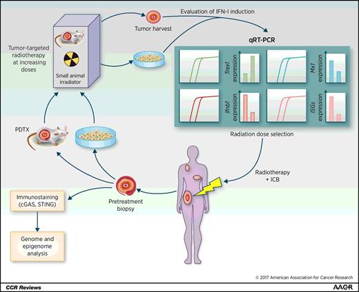 Figure 2. Proposed strategy for rational selection of the radiation dose to be used in combination with ICBs. A biopsy is performed to test the tumor site selected for irradiation for expression of cGAS and STING by immunostaining. If the expression is weak or negative, the tumor is analyzed for methylation of the promoter of the genes encoding cGAS, STING, and IFNβ. If sufficient tissue is available, comprehensive genomic and epigenomic analysis can provide additional information about specific mutations and mutation load, and RNA sequencing (RNA-Seq) can be used to confirm cGAS and STING expression. Another portion of the fresh tumor is used to establish the radiation dose threshold for Trex1 induction versus the optimal induction of IFN-I and ISGs. This can be accomplished in two ways: (i) If sufficient material is available, tissue fragments are irradiated in ex vivo cultures or (ii) alternatively, the tissue is used to prepare seeds (0.1 × 0.3 × 0.3 cm) for implantation in a subcutaneous pocket on the flank areas of NOD.Cg-Prkdcscid B2mtm1Unc Il2rgtm1Wjl/SzJ (NSG) mice to generate PDTX. Once tumors reach 5 mm in average diameter, they are irradiated. Obtained information is used to choose the radiation dose and fractionation for treatment of the patient in combination with ICBs. In the event that IFN-I is not induced by any radiation dose due to hypermethylation of the promoter of cGAS- and or STING-encoding genes, radiation is preceded by administration of a demethylating agent.