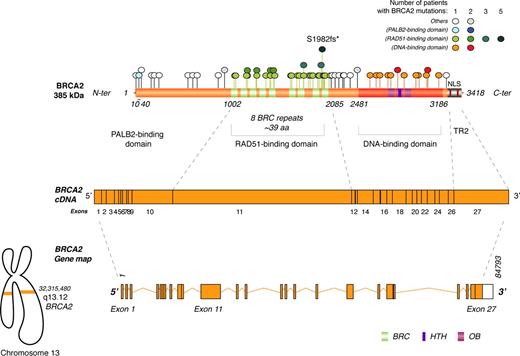 Location of Mutation in BRCA2 Gene and Survival in Patients with ...