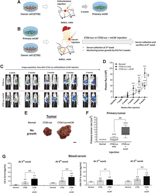 Figure 5. CAFs enhance cancer cell invasion, facilitate metastasis, and increase serum/tumor levels of IL6 and GM-CSF in an orthotopic, syngeneic colon carcinoma model. A, Schematic diagram showing the isolation of primary CAFs. B, Schematic diagram of the protocol to investigate the effect of CAFs on CT26 murine colon cancer cell metastasis and IL6 and GM-CSF expression levels. C, IVIS images of representative mice during the 5 weeks’ time course posttransplantation. D, Photon flux detected from cancer cells in the transplanted mice. n = 8 mice/group; error, SE. E, Representative photographs of the tumors at 6 weeks’ posttransplantation. F, Bar chart of primary tumor size. n = 8 mice/group; error, SE. G, ELISA for serum levels of IL6 and GM-CSF. n = 6; error, SE. ns, not significant; **, P < 0.01; ***, P < 0.001; ##, P < 0.01; ###, P < 0.001.
