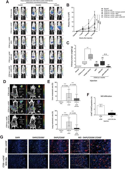Figure 6. IL6 and GM-CSF blockade synergistically reduce the recruitment of TAMs and inhibit metastasis. A, IVIS images of representative mice during the 3-week period of antibody blockade. B, Photon flux from cancer cells in the transplanted mice with or without antibody blockade. n = 8 mice/group; error, SE. C, Primary tumor weight in the transplanted mice. n = 8 mice/group; error, SE. D, IVIS images of representative dissected organs [primary tumor (upper), liver (middle) and lung (lower)] from tumor-bearing mice for metastasis. Mice were sacrificed after the 6-week period of antibody blockade. E, Metastasis rate for lung and liver in the transplanted mice with or without antibody blockade. n = 10 mice/group; error = SE. F and G, Immunohistochemical analysis of CD206 and CD68 positive cells, in the tumor tissue. The rate of double-stained cells was determined from 10 randomly selected fields of view per section and normalized for double stained cells by DAPI counter staining. The bar chart shows quantification of the merged, double-stained cells. n = 6; error, SE. *, P < 0.05; **, P < 0.01; ***, P < 0.001; #, P < 0.05; ##, P < 0.01; ###, P < 0.001; Ж Ж, P < 0.01.