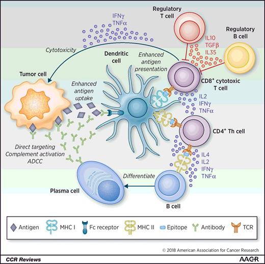 Figure 4. Schematic overview of known and hypothesized functional interactions between B cells, PC, and T cells in the tumor microenvironment. B cells can enhance T-cell responses by producing stimulatory cytokines and chemokines. They can also differentiate into PC, which may produce antibodies against tumor-associated antigens. These in turn may have direct effects against their target proteins, trigger complement or antibody-dependent cellular cytotoxicity (ADCC) reactions, or enhance antigen presentation to T cells through Fc receptor–mediated mechanisms. Conversely, regulatory B cells can act in concert with regulatory T cells to suppress antitumor immune responses.