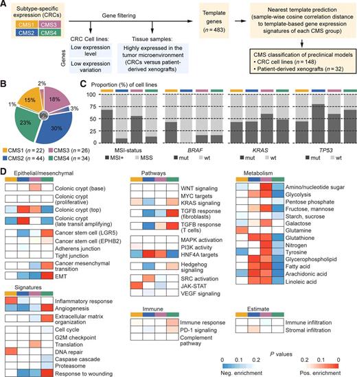 Figure 2. CMS classification of colorectal cancer cell lines. A, Flowchart of development of the cancer cell–adapted CMS classifier. Candidate template genes with high relative expression in each CMS group were identified in colorectal cancers from TCGA (left). Prior to CMS classification using Nearest Template Prediction (right), genes with low expression levels and/or expression variation in colorectal cancer cell lines and genes with high expression in the tumor microenvironment were filtered out (blue background). B, Confident CMS classification was obtained for 126 (85%) of 148 colorectal cancer cell lines from unique patients using the adapted CMS classifier, with similar distribution among the subtypes as for the consecutive patient series. The molecular and biological characteristics of the CMS groups were also recapitulated among the cell lines, as shown in C, for MSI status, BRAF mutations, KRAS mutations, and TP53 mutations, as well as (D) by gene set expression enrichment analyses.