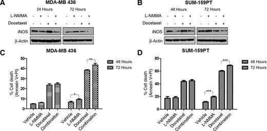 Figure 1. L-NMMA prevents iNOS upregulation by docetaxel. A and B, MDA-MB 436 and SUM-159PT were treated with L-NMMA (4 mmol/L daily) and/or docetaxel (5 nmol/L on day 1) for 24, 48, and 72 hours, and iNOS expression was assessed by Western blot. C and D, MDA-MB 436 and SUM-159PT were treated with L-NMMA (4 mmol/L daily) and/or docetaxel (5 nmol/L on day 1) for 48 and 72 hours, and cell death was evaluated by flow cytometry using Annexin V and PI staining. (*, P < 0.05; **, P < 0.01; and ***, P < 0.001).