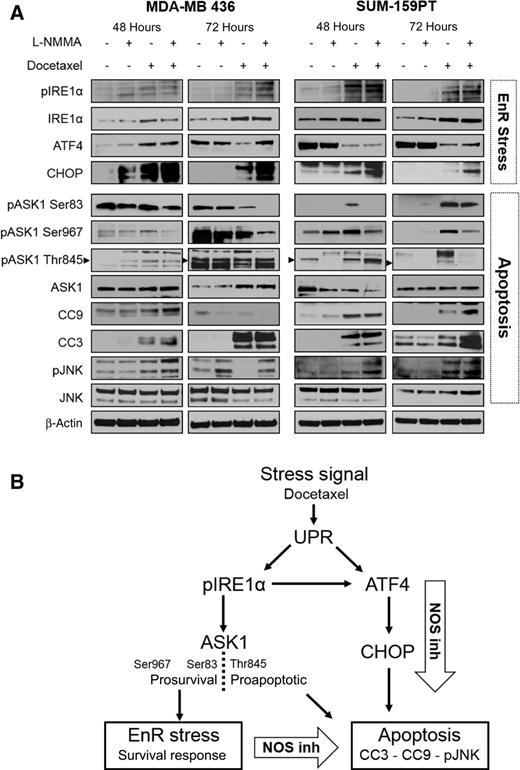 Figure 3. NOS inhibition prevents prosurvival pathways activated by docetaxel. A, SUM-159PT and MDA-MB 436 were treated with L-NMMA (4 mmol/L) and/or docetaxel (5 nmol/L) for 48 and 72 hours, cells were collected and protein was extracted, and EnR stress and apoptosis markers were evaluated with Western blot. B, Schematic pathway of the EnR stress and apoptotic response enhanced by addition of NOS inhibition.