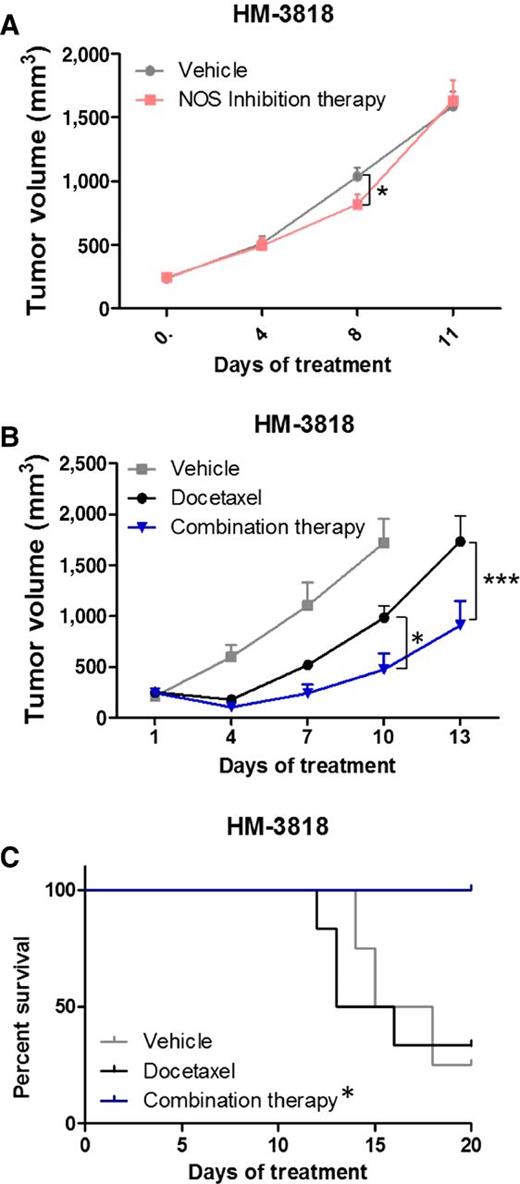 Figure 5. HM-3818 response to NOS inhibition and combination therapy. A, Mice growing orthotopic tumors HM-3818 (n = 5 per arm) were treated with vehicle or NOS inhibition therapy, and tumor volumes were measured twice weekly. Average tumor volumes [0.5 × (mm long dimension) × (mm short dimension)2]. Data are mean tumor volume ± SEM. B, Mice growing orthotopic tumors HM-3818 were sorted and treated with vehicle (n = 4), docetaxel (n = 6), and combination therapy (docetaxel + NOS inhibition therapy; n = 6 per arm), and tumor growth was assessed as previously noted. C, Kaplan–Meier survival curves of model HM-3818. An event was scored when a tumor reached 20,000 mm3. Combination therapy increased survival proportions compared with chemotherapy alone (*, P < 0.05 and ***, P < 0.001).
