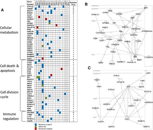 Figure 5. Mutation spectrum of lung carcinoid tumors. A, Heat map matrix of single nucleotide variations and small indels identified through whole genome and exome sequencing. Genes involved in this pathway are labeled in red. Scale represents the number of mutated genes in each sample. B and C, Ingenuity pathway analysis identified network of genes directly or indirectly involved in the regulation of the ERK1,2 and APP as one of the principal nodes. Solid lines indicate direct relationships between proteins whiles dotted lines imply indirect interactions.