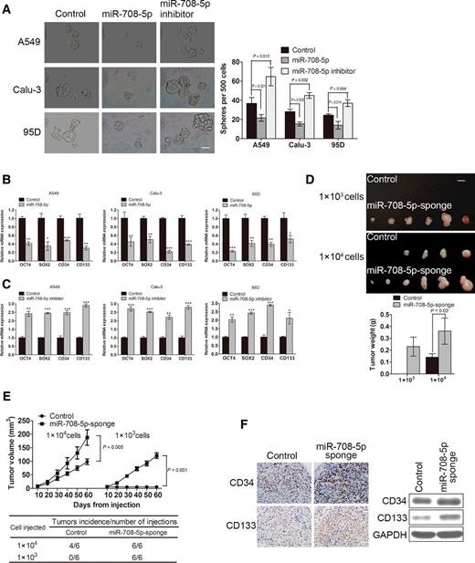 Figure 1. miR-708-5p inhibits stem cell–like properties in NSCLC cells in vitro and in vivo.A, miR-708-5p reduces sphere formation in the indicated cells. Representative images (left) and quantification (right) of spheres formed by A549, Calu-3, and 95D after transfection of control, miR-708-5p mimic, or miR-708-5p inhibitor were shown. Scale bar, 60 μm. B and C, The expression of cancer stemness–related genes, including OCT4, SOX2, CD34, and CD133, in miR-708-5p mimics (B) or miR-708-5p inhibitors (C) transfected cells compared with corresponding control ones in A549, Calu-3, and 95D cells. β-Actin was used as a normalized control. D, Two doses (1 × 103, 1 × 104) of miR-708-5p-sponge A549 cells and the corresponding controls were subcutaneously injected in the left and right flank of BALB/c nude mice (n = 6 mice per group), respectively. After inoculation for 60 days, the tumor xenografts were excised and representative images were shown (top). Histograms represent final tumor weight of all mice (lower). Scale bar, 1 cm. E, The tumor volume curves in mice injected with different numbers of miR-708-5p-sponge A549 cells and the corresponding control ones were plotted (top). Tumor formation frequencies for different numbers of indicated cells were shown (lower). F, IHC staining (left) and Western blot analysis (right) of CD34 and CD133 in tumor tissues dissected from nude mice treated with miR-708-5p-sponge or control. Scale bar, 30 μm. For statistical analysis, *, P < 0.05; **, P < 0.01; ***, P < 0.001.