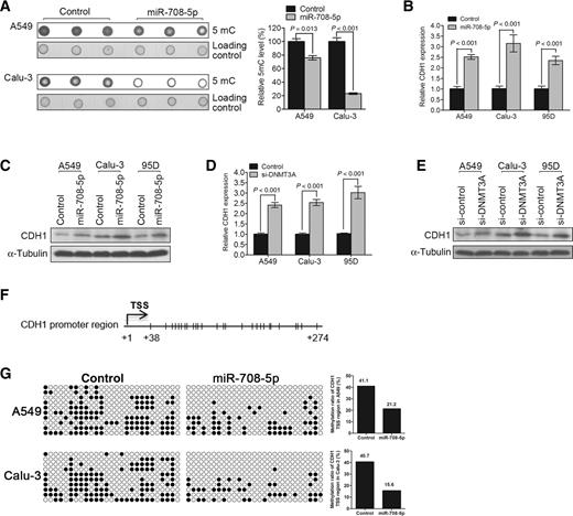 Figure 3. miR-708-5p promotes the expression of CDH1 via hypomethylating its prompter region. A, miR-708-5p reduces the global DNA methylation. The genomic DNA from A549 and Calu-3 was prepared after transfecting with miR-708-5p mimic or control for 48 hours and then subjected to dot blot analysis using 5mC antibody. Left, representative images were shown. Equal DNA loading was verified by staining the membranes with 0.2% methylene blue. Right, graph is the quantification of dot blot intensity from left. qRT-PCR (B) and Western blot (C) analysis of CDH1 in miR-708-5p–transfected cells compared with the corresponding control ones in A549, Calu-3, and 95D cells. qRT-PCR (D) and Western blot (E) analysis of CDH1 in si-DNMT3A–transfected cells compared with the corresponding control ones in A549, Calu-3, and 95D cells. β-Actin was used as a normalized control in qRT-PCR analysis and α-Tubulin was used as a loading control in Western blot analysis. F, CpG sites in CDH1 promoter region was indicated as small vertical lines. Numbers refer to the position relative to the transcriptional start site (TSS) of CDH1. G, Bisulfite analysis for the change of DNA methylation in CDH1 promoter region in A549 and Calu-3 cells transfected with miR-708-5p mimic or control for 48 hours. Left, open circles indicate unmethylated CpG sites, while filled circles indicate methylated CpG sites. Results of 10 clones were presented. Right, the methylation ratio of CDH1 for all the CpG sites of 10 clones in miR-708-5p–transfected cell or the corresponding control one was shown in the bar chart.