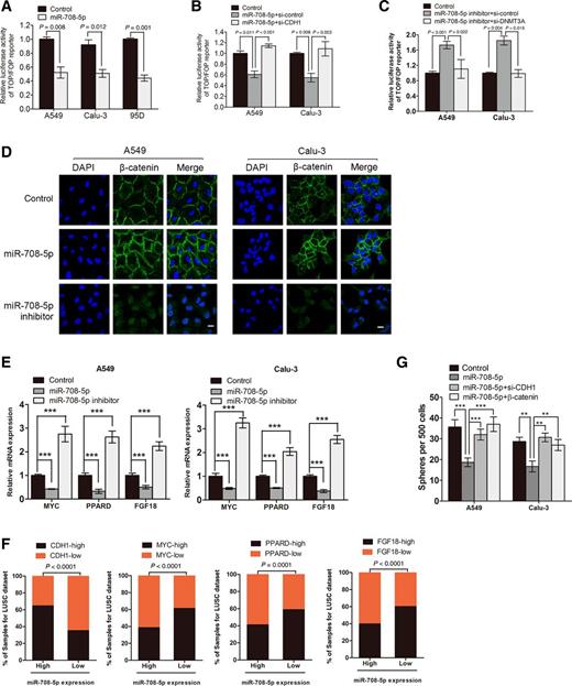 Figure 4. miR-708-5p suppresses Wnt/β-catenin signaling. A, Luciferase assay of TCF/LEF transcriptional activity in A549, Calu-3, and 95D cells transfected with the miR-708-5p mimic or control. B and C, Luciferase assay of TCF/LEF transcriptional activity in the indicated cells. D, Confocal images of A549 and Calu-3 cells transfected with miR-708-5p, miR-708-5p-inhibitor, or control for the localization of β-catenin. Scale bars, 30 μm. E, qRT-PCR analysis of the expression of downstream genes for Wnt/β-catenin pathway, including MYC, PPARD, and FGF18, in the indicated cells. F, Percentage of specimens showing low or high miR-708-5p expression in relation to the expression of CDH1, MYC, PPARD, and FGF18 in TCGA LUSC cohort. The χ2 test was used to analyze statistical significance. G, The effect of knocking-down CDH1 by siRNA or overexpression of β-catenin on cellular sphere formation in the miR-708-5p–transfected A549 and Calu-3 cells. For statistical analysis, *, P < 0.05; **, P < 0.01; ***, P < 0.001.