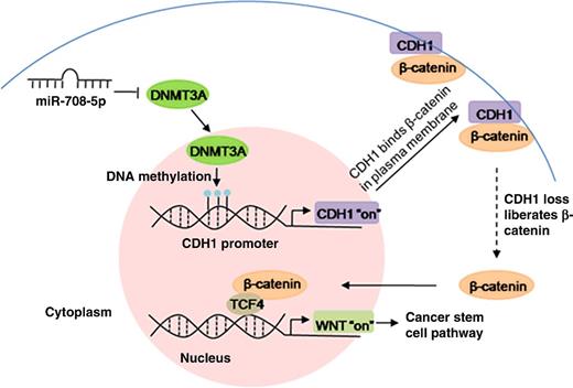 Figure 6. A proposed model for Wnt/β-catenin inhibition by miR-708-5p through suppression of DNMT3A in NSCLC.