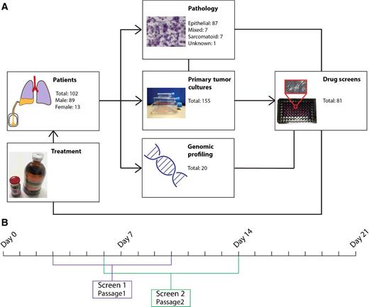 Figure 1. Flow chart and timeline of the chemical and genetic profiling of primary mesothelioma cultures. A, Flow chart of the pleural fluid pipeline. Pleural fluid was extracted from 102 patients diagnosed with mesothelioma. The cultures were diagnosed with pathology, and primary cultures were made. Twenty primary tumor cultures were genetically profiled. Eighty-one cultures were suitable for drug screening. The results from 11 drug screens were used in patient treatment. B, Timeline of drug screens using primary mesothelioma cultures. The first screen was started within 10 days after isolation (day 0), and the biological duplicate screen was performed within 1 week after the first screen. The drug screening assays took 5 days, and primary cultures were analyzed within 3 weeks after cell isolation from the pleural fluid.