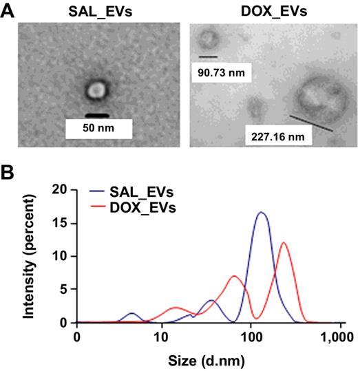 Figure 1. Morphology and size of DOX_EVs were different from SAL_EVs. A, Representative electron micrograph of mouse serum EVs (high magnification, ×49,000). The numbers represent the diameter of the vesicles. B, Graphic representation of the distribution in EV size. Presented data are the percent intensity of scattered light of EVs from mouse serum. Blue line represents SAL_EVs' size distribution. Red line represents DOX_EVs' size distribution.
