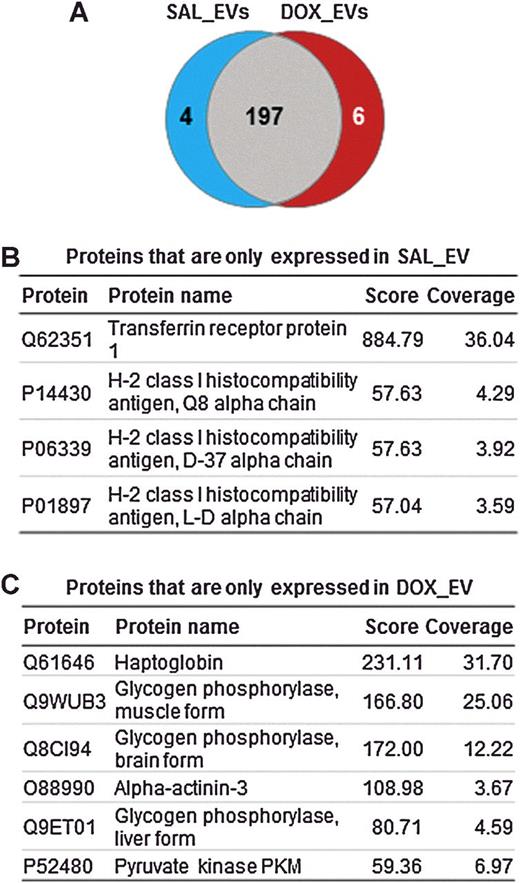 Figure 3. Proteomic profiling of circulating EVs. A, Venn diagram showing the number of proteins found in EVs from SAL- (blue) and DOX-treated (red) mice. B, List of proteins found exclusively in EVs from SAL-treated mice. C, List of proteins found exclusively in EVs from DOX-treated mice. Score, ion score of the peptide; coverage, % of protein sequence covered by identified peptide.