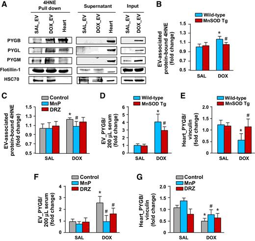 Figure 5. EVs with 4HNE adduction are released from direct target tissues of DOX, the release of which can be prevented by antioxidant enhancement. A, Western blot to detect PYGB, PYGM, PYGL, as well as EV markers flotillin-1 and HSC70, in 4HNE-immunoprecipitated SAL_EVs and DOX_EVs and supernatant. Heart tissue lysate was used as a positive control. B, The level of EV-associated protein-bound 4HNE from wild-type and MnSOD Tg mice after SAL or DOX treatment for 72 hours. C, The level of EV-associated protein-bound 4HNE from mice pretreated with vehicle, MnP (2 mg/kg) or DRZ (200 mg/kg) 30 minutes before SAL or DOX treatment. D and E, Western blot band intensities of PYGB in EVs from 200 μL of serum, as well as PYGB normalized to vinculin from heart tissues of wild-type and MnSOD Tg mice treated with DOX. F and G, Western blot band intensities of PYGB in EVs from 200 μL of serum (F), and from heart tissues (G) from mice pretreated with vehicle, MnP (2 mg/kg) or DRZ (200 mg/kg) 30 minutes before SAL or DOX treatment [mean ± SD; n = 6–8; *, P < 0.05 vs. saline; #, P < 0.05 vs. wild-type DOX (D–E) or control DOX (C, F–G)].