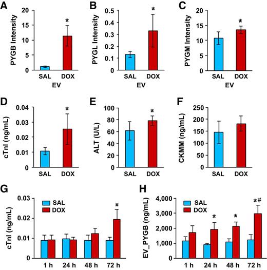 Figure 6. EV-associated glycogen phosphorylases are sensitive DOX-induced tissue injury markers. A–C, Western blot band intensities for PYGB, PYGL, and PYGM levels (mean ± SD; n = 6; *, P < 0.05 vs. SAL). D–F, Serum levels of cTnI, ALT, and CKMM measured by ELISA obtained from the SAL- and DOX-treated mice in the same set of samples presented in A–C. G and H, Comparison of cTnI and EV_PYGB at different time points after SAL and DOX treatment (mean ± SD; n = 6; *, P < 0.05 vs. SAL at the same time point; #, P < 0.05 vs. DOX at 1, 24, and 48 hours).