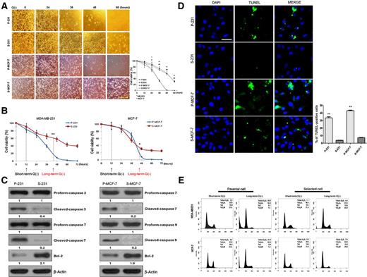 Figure 1. Cell viability of parental and CSC (S-231, S-MCF-7) cells during glucose deprivation. A, Morphological analysis of parental cells and CSCs during glucose deprivation; scale bar, 80 μm. Morphologic analysis was performed in triplicates and representative images are displayed. The cell viability was quantified by crystal violet assay. B, Cell viability assay (MTT) following short- (12 hours) and long-term (40 hours) exposure to glucose deprivation. C, Immunoblot analysis for caspase-3, -7, and -9, and Bcl-2 after long-term (40 hours) exposure to glucose deprivation. D, TUNEL assay after long-term (40 hours) exposure to glucose deprivation. TUNEL-positive (apoptotic) cells were examined at ×400 magnification; scale bar, 20 μm. The TUNEL assay was performed in triplicate on different days and representative images are displayed. E, Flow cytometry analysis after short- (12 hours) and long-term (40 hours) exposure to glucose deprivation; *, P < 0.05 versus parental; **, P < 0.01 versus parental.