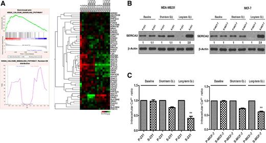 Figure 2. Stress-resistant CSCs survive prolonged glucose deprivation by transcriptional reprogramming of cytosolic calcium-regulatory pathway genes. A, Unsupervised enrichment plots of parental cells and CSCs using Gene Set Enrichment Analysis (P; parental, S; stem-like cancer cells). Gene set analysis of Kyoto Encyclopedia of Genes and Genomes pathways identified the functional categories of gene sets that were differentially expressed between parental and CSCs. Heatmap of the calcium signaling pathway. Hierarchical clustering analysis of genes showed significant differences between P-231 and S-231 cells in the presence or absence (-glu) of glucose. B, Immunoblot analysis of SERCA2 levels in parental cells and CSCs after short- (12 hours) and long-term (40 hours) exposure to glucose deprivation. C, Cytoplasmic-free Ca2+ was measured in parental and CSCs after short- (12 hours) and long-term (40 hours) exposure to glucose deprivation; **, P < 0.01 versus parental.
