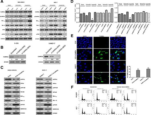 Figure 3. CSCs survival is dependent on CaMK2α under prolonged glucose deprivation. A, Immunoblot analysis of key proteins in the calcium pathway in CSCs compared with their levels in parental cells during glucose deprivation. B and C, Immunoblot analysis for antiapoptosis-related and calcium restoration–related proteins in CaMK2α-silenced CSCs under long-term (40 hours) glucose deprivation conditions. D, Cytoplasmic-free Ca2+ was measured in CaMK2α-silenced CSCs under short- (12 hours) and long-term (40 hours) glucose-deprived conditions. E, TUNEL assay after CaMK2α siRNA transfection of CSCs following long-term (40 hours) exposure to glucose deprivation; scale bar, 20 μm. The TUNEL assay was performed in triplicate on different days and representative images are displayed. F, Flow cytometry analysis after silencing of CaMK2α in CSCs;**, P < 0.01 versus control.