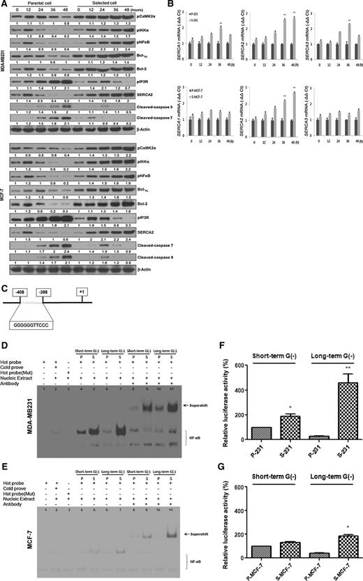 Figure 4. CaMK2α transcriptionally regulates SERCA2 expression via NFκB under prolonged glucose deprivation conditions. A, Immunoblot analysis of anti-apoptosis– and calcium restoration–related proteins demonstrating time-dependent expression during glucose deprivation. B, qRT-PCR of parental cells and CSCs showing the time-dependent mRNA expression of SERCA family genes during glucose deprivation. C, NFκB-binding sites and consensus sequences in the SERCA2 promoter. D and E, EMSA was performed using nuclear extracts prepared from MDA-MB-231 (D) and MCF-7 (E) cells. F and G, the NFκB-luciferase reporter system was used to compare NFκB transcriptional activity between P- and S- cells (F, MDA-MB231; G, MCF-7 cells). Relative luciferase activity was presented as a readout of NFκB activity. Values of samples were normalized to Renilla luciferase. Data represent the average of at least three separate independent experiments, with the SD indicated; *, P < 0.05; **, P < 0.01 versus control or parental.