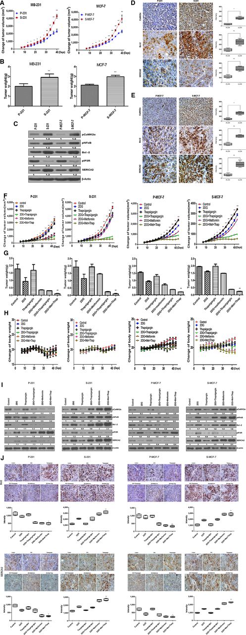 Figure 6. CSCs express higher levels of anti-apoptosis–related and calcium restoration–related proteins than parental cells in vivo. Thapsigargin suppresses tumor growth in mouse xenograft models under energy stress conditions. A and B, Changes in relative tumor volumes and weights of parental cells and CSCs (each group, n = 8). Data are presented as means ± SEM. C, Immunoblot analysis in tumors derived from parental cells and CSCs. D and E, IHC analysis of CaMK2α, Bcl-2, and SERCA2 protein levels in paraffin-embedded xenograft tumor tissues derived from 231 (D) or MCF-7 (E) cells; scale bar, 80 μm. F and G, Changes in tumor volumes and weights of parental cells and CSCs. F, Tumors were established in athymic nude mice and treated with 2DG, metformin, and thapsigargin, alone or in combination (control group, n = 8; treatment group, n = 9). Data are presented as means ± SEM. G, Tumor weight of dissected tumors in F. H, No evidence of systemic toxicity or treatment-related death was found in any group.