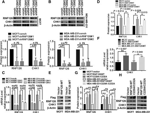 Figure 2. RNF126 facilitated CHEK1 expression. A and B, RNF126 knockdown by shRNAs led to decreased expression of CHEK1 protein in MCF7 (A) and MDA-MB-231 cells (B; top). Band intensities of RNF126 and CHEK1 protein expression in cells, with or without RNF126 depletion, were quantified using ImageJ software, and normalized to β-actin. n = 3 (bottom; MCF7: P1 = 0.040, P2 = 0.014, P3 = 0.016, P4 = 0.013; MDA-MB-231: P1 = 0.012, P2 = 0.002, P3 = 0.021, P4 = 0.024). C, RNF126 and CHEK1 mRNA levels in MCF7 or MDA-MB-231 cells, with or without RNF126 knockdown by shRNAs. n = 3 (one-way ANOVA, P1 = 0.002, P2 = 0.002, P3 = 0.012, P4 = 0.007, P5 = 0.007, P6 = 0.005, P7 = 0.014, P8 = 0.005). D and E, Flag-RNF126 overexpression resulted in increased CHEK1 protein expression in MCF7 and MDA-MB-231 cells. CHEK1 protein band intensities were quantified using ImageJ software, and normalized to β-actin. n = 3. D, One of three independent experiments is presented in E. F, The level of CHEK1 mRNA expression in MCF7 or MDA-MB-231 cells, with or without Flag-RNF126WT overexpression; n = 3 (paired t test). G and H, The expression of an E3 ligase mutant of RNF126 did not affect CHEK1 protein expression. MCF7 or MDA-MB-231 cells were transfected with control vector, Flag-RNF126-WT, or E3 ligase-deficient RNF126 (Flag-RNF126-C229A/C232A) plasmids and levels of CHEK1 protein were then detected by Western blotting. RNF126 and CHEK1 protein band intensities were quantified using ImageJ software, and normalized to β-actin; n = 3 (one-way ANOVA, P1 = 0.037, P2 = 0.008, P3 = 0.001, P4 = 0.001, P5 = 0.023, P6 = 0.004, P7 = 0.008, P8 = 0.013). G, One of three independent experiments is presented in H.