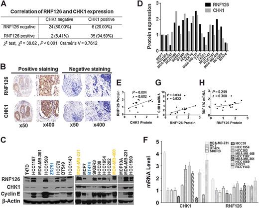Figure 3. Correlation of RNF126 and CHEK1 protein expression. A, Coexpression of RNF126 and CHEK1 proteins was analyzed by tissue microarrays (TMAs; n = 67). B, Typical immunostaining patterns for serial sections of the same tumor for RNF126 and CHEK1. TMA immunostaining was visualized with 3,3′-diaminobenzidine substrate following probing with antibodies against RNF126 (ab183102, 1:100, Abcam) and CHEK1 (25887-1-AP, 1:150, Proteintech). C, The expression of RNF126, CHEK1 and CYCLIN E proteins in a panel of 16 human breast cancer–derived cell lines by Western blotting. Normal primary cultured MCF10A cells were used as a control. Four cell lines chosen for the toxicity assay are labeled either in blue (lower expression) or yellow (higher expression). D, Band intensities of RNF126 and CHEK1 protein expression in breast cancer cell lines were quantified using ImageJ software, and normalized to β-actin. n = 3. E, Positive correlation between RNF126 and CHEK1 proteins in breast cancer cell lines (Spearman rank correlation, r = 0.682, P = 0.004). F, The mRNA expression of RNF126 and CHEK1 in a panel of breast cancer cell lines was detected by quantitative real-time PCR; n = 3. G, RNF126 protein levels paralleled CHEK1 mRNA levels (Spearman rank correlation, r = 0.532, P = 0.034). H, RNF126 protein and mRNA transcripts did not correlate in tested breast cancer cell lines (Spearman rank correlation, r = 0.300, P = 0.259).