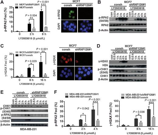 Figure 5. CHEK1 inhibition enhanced replication stress, particularly in cells with RNF126 expression. A and C, The proportion of cells with foci of phosphorylated RPA2 (p-RPA2, green; A) or γH2AX (red; C) in MCF7 cells, with or without RNF126 knockdown (left). Cells were treated with LY2603618 (5 μmol/L) for the indicated times and then subjected to immunofluorescence staining. Representative foci of p-RPA2 or γH2AX are indicated (right); n = 3 (two-way ANOVA). B and D, CHEK1 inhibition by LY2603618 (5 μmol/L) led to a greater increase in levels of p-RPA2 and γH2AX in parental MCF7 cells compared with MCF7 cells with RNF126 knockdown as determined by Western blot analysis. E, CHEK1 inhibition by LY2603618 (5 μmol/L) led to a greater increase in the levels of p-RPA2 and γH2AX proteins in parental MDA-MB-231 cells, compared with MDA-MB-231 cells with RNF126 knockdown, as determined by Western blotting. F, The proportion of cells with foci of p-RPA2 (left) or γH2AX (right) in MDA-MB-231 cells, with or without RNF126 knockdown, as determined by immunofluorescence; n = 3 (two-way ANOVA).
