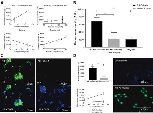 Figure 2. Cell binding study of R01-MG-IRDye800. A, Graphic representation of fluorescent signal in BxPC-3 (αvβ6-positive), MiaPaCa-2 (αvβ6-negative) cells with regression line, after blocking with R01-MG, and with different concentrations of αvβ6 receptors. B, Comparison of fluorescent signal in αvβ6-positive, and -negative cells after incubation with R01-MG-IRDye800, and after incubation with IRDye800 alone. C, Representative fluorescence microscopy images of BxPC-3 cells with fluorescent signal at 800 nm (green) and in overlay with DAPI signal (blue) to costain cell nuclei, and MiaPaCa-2 cells without any fluorescent signal at 800 nm, but with DAPI signal (blue). D, Comparison between R01-MG-IRDye800 and newly synthesized fluorescent control knottin in BxPC-3 cells. ***, P < 0.001, graphs are mean ± SD.