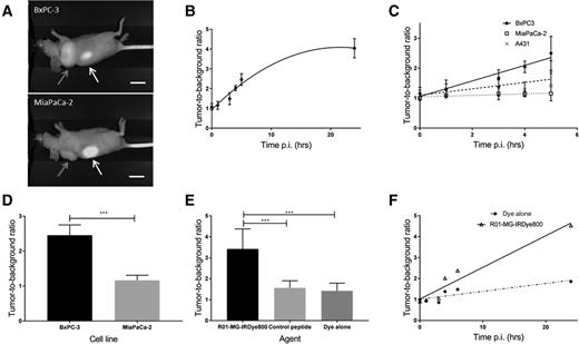 Figure 3. Preclinical validation of R01-MG-IRDye800 in subcutaneous tumor models at 800 nm. A, Representative image of mouse with BxPC-3 and MiaPaCa-2 tumor 4 hours postinjection of R01-MG-IRDye800, and clear excretion via the kidneys, with fluorescence shown in black and white mode. Gray arrow, tumor; white arrow, kidneys. Tumor-to-background ratio over time in BxPC-3 tumors with nonlinear fit curve (B), and in tumors with different levels of αvβ6 (C). D, Comparison of maximum TBR in BxPC-3 and MiaPaCa-2 tumors, 5 hours postinjection. E, Validation of αvβ6-specific binding with R01-MG-IRDye800 compared with a control cysteine knottin and the fluorescent dye alone at maximum TBR, and over time (F). Scale bar, 1 cm. Graphs are mean ± SD.