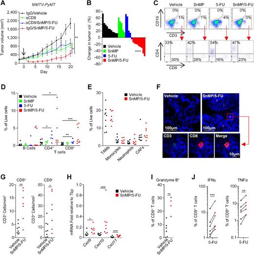 Figure 2. HO-1 represents an innate immune checkpoint for chemotherapy-elicited CD8+ T cells. A, Growth curves of established spontaneous tumors in MMTV-PyMT mice that had received immune-depleting anti-CD8α IgG or isotype control IgG. At day zero (marked by arrow) mice were given SnMP (25 μmol/kg/day) and 5-FU (40 mg/kg/5 days) or their respective vehicles (IgG/SnMP/5-FU n = 5, all other groups n = 4). B–J, Effect of 36 hours SnMP (25 μmol/kg/24 hours) and/or 5-FU (40 mg/kg/day 0) or respective vehicle treatment on 500 mm3 autochthonous MMTV-PyMT tumors. B, Waterfall plot showing the percentage change in tumor growth over the 36 hour period, each bar represents a tumor from an individual mouse. C, Flow cytometry gating strategy for live B cells (CD19+) and CD4+ and CD8+ T-cells (CD3+) in the indicated groups. D, Quantitation of lymphocytes from vehicle (n = 8–9), where compared with that of SnMP (n = 5), 5-FU (n = 5), and SnMP/5-FU (n = 8)–treated mice. E, Quantitation of stromal cell populations in tumors of vehicle (n = 9) and SnMP/5-FU (n = 8) treated mice. F, Representative MMTV-PyMT tumor sections from vehicle and SnMP/5-FU–treated mice stained with DAPI (nuclei, blue) and antibodies against CD3 (green) and CD8 (red), larger area images shown Supplementary Fig. S2C. G, Quantitation of CD3+ CD8+/− events in (F) across multiple sections and tumors of vehicle (n = 8) or SnMP/5-FU (n = 7)–treated mice. H, Relative tumoral mRNA expression for the indicated T- cell chemokines of mice treated with vehicle or SnMP/5-FU (n = 8) as described in B. I, Percentage of live CD8+ T-cells expressing granzyme B as assessed by flow cytometry of enzyme-dispersed tumors from mice treated with vehicle (n = 6) or SnMP/5-FU (n = 4) as described in (B). J, Percentage of live CD8+ T-cells producing IFNγ and TNFα as assessed by flow cytometry of enzyme-dispersed MMTV-PyMT tumors from mice treated with 5-FU stimulated ex vivo with PMA/ionomycin (n = 6) in the absence (black) or presence (red) of SnMP (25 μmol/L). Each dot pair represents an individual tumor and mouse; line joins the points from the same tumor. Growth curves are presented as mean ± s.e.m. Tumor growth curves were compared for differences using the “compareGrowthCurves” permutation test (35). *, P < 0.05; **, P < 0.01; ***, P < 0.001; ****, P < 0.0001.
