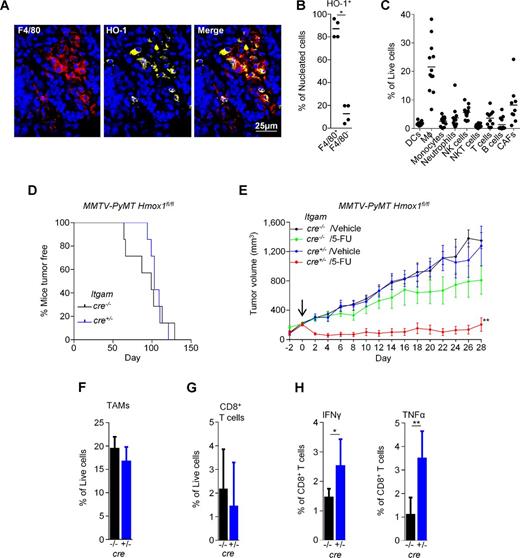 Figure 3. Genetic inactivation of myeloid-derived HO-1 is sufficient to account for the effects of SnMP. A, Representative MMTV-PyMT tumor section stained using DAPI (nuclei, blue) and antibodies against F4/80 (red) and HO-1 (yellow). B, Quantitation of the HO-1+ events colocalizing with F4/80 in untreated MMTV-PyMT tumors (average across multiple sections and fields), each dot represents an individual tumor. C, Abundance of specific stromal cell populations in live tumoral cells. Markers used to identify the specific stromal populations are described in Materials and Methods. Each dot represents an individual tumor from an individual mouse. D and E, Conditional inactivation of HO-1 in the myeloid lineage was achieved in MMTV-PyMT mice carrying Hmox1fl/fl Itgamcre loci. Cre− mice were used as controls. Kaplan–Meier plot marking the day of tumor establishment of cre− (black; n = 6) and cre+ (blue; n = 12) mice (D) and tumor growth curves in mice with and without cre, treated with 5-FU (40 mg/kg/5 days) or vehicle control (vehicle cre− n = 7, vehicle cre+ n = 6, 5-FU cre− n = 6, 5-FU cre+ n = 4 mice; E). F–H, Abundance of live F4/80+ TAMs (F) CD8+ T-cells (G) and percentage of live tumoral CD8+ T-cells expressing IFNγ and TNFα (H) as assessed using flow-cytometry analysis of terminal size tumors from vehicle treated cre+ (n = 4–5) or cre− (n = 5) mice stimulated ex vivo with PMA/ionomycin. Growth curves are represented as mean ± SEM and bar charts as mean + SD. Tumor growth curves were compared for differences using the “compareGrowthCurves” permutation test (35). *, P < 0.05; **, P < 0.01.