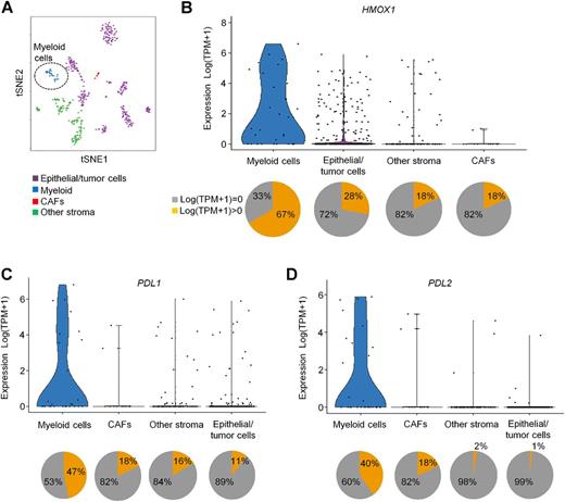 Figure 5. Single-cell RNA-seq reveals myeloid cells to be the major tumoral source of HO-1 and PD-Ls in human breast cancer. Single-cell transcriptomic profiles from 11 breast cancer patients in a recently published dataset (34) were analyzed. A, tSNE analysis showing the cellular clustering and their assigned lineage category as myeloid cells (n = 30, blue), epithelial/tumor cells (n = 326, purple), CAFs (n = 11, red), and other stroma (n = 130, green). The myeloid cell cluster is defined by genes LYZ, CD14, FCER1G, CD163 (as highlighted in Supplementary Table S1). B, Violin plots showing the raw [Log(TPM+1)] expression of HMOX1 in the different groups (top), and pie charts showing the percentage of events with detectable expression of HMOX1 (bottom). C and D, The same analysis as B but for the expression of PDL1 (CD274; C) and PDL2 (PDCD1LG2; D). Groups of cells are presented in order of average gene expression [Log(TPM+1)] from highest (left) to lowest (right) in (B–D). The analysis pipeline and testing method for single-cell RNA-Seq is described in full within the Supplementary Materials and Methods section.