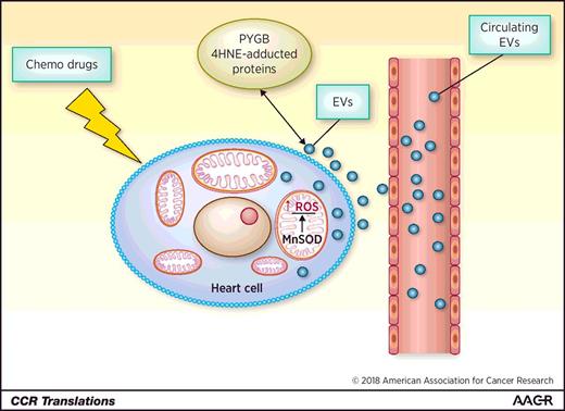Figure 1. The scheme of how EVs function as a biomarker for cardiac injury. Chemotherapy caused increased production of ROS in normal heart cells and further lead to persistent oxidative stress. The increased oxidative stress induces oxidative protein, fatty acid, and mtDNA damage. The damaged biomolecules will be packed in EVs and secreted into the circulation system, which can be used as a sensitive marker for cardiac injury. Chemo, chemotherapy.