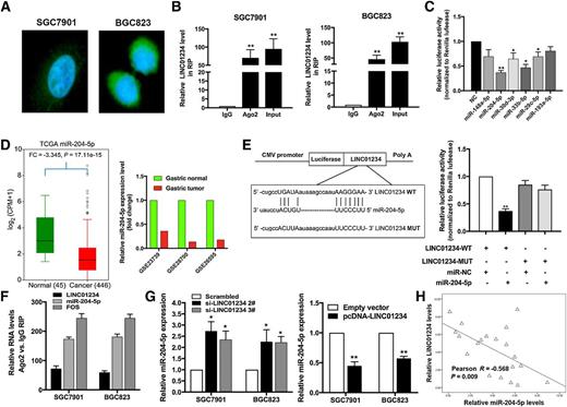Figure 4. Regulation relationship between LINC01234 and miR-204-5p. A, FISH analysis of the location of LINC01234 (green) in the cytoplasm and nuclear fractions (blue) of SGC7901 and BGC823 cells. B, RIP experiments were performed in SGC7901 and BGC823 cells and the coprecipitated RNA was subjected to qRT-PCR for LINC01234. The fold enrichment of LINC01234 in Ago2 RIP is relative to its matching IgG control. C, The luciferase reporter plasmid (RLuc-LINC01234) was cotransfected into HEK-293T cells with the 6 various miRNA-coding plasmids. D, Relative expression of miR-204-5p in gastric cancer tissues compared with normal tissue was analyzed by using TCGA and GEO datasets, including GSE23739, GSE28700, and GSE26595. E, The luciferase reporter plasmid containing wild-type (WT) or mutant (Mut) LINC01234 was cotransfected into HEK-293T cells with miR-204-5p in parallel with an empty plasmid vector. F, RNA levels in immunoprecipitates are presented as fold enrichment in Ago2 relative to IgG immunoprecipitates. G, qRT-PCR analysis of miR-204-5p expression in SGC7901 and BGC823 cells transfected with control siRNA, LINC01234 siRNA, or pcDNA-LINC01234. H, Association analysis of the relationship between LINC01234 and miR-204-5p expression levels, in 20 paired gastric cancer tissues. Values represent the mean ± SE of three independent experiments. *, P < 0.05; **, P < 0.01.