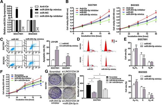 Figure 5. Effects of miR-204-5p on gastric cancer cells proliferation, cell cycle, and apoptosis in vitro. A, miR-204-5p expression was detected in SGC7901 and BGC823 cells by qRT-PCR after transfection of miR-204-5p mimics, miR-204-5p inhibitor, or control miRNA. B, CCK8 assays showed that cell proliferation was suppressed by miR-204-5p mimics and promoted by miR-204-5p inhibitor. C, Flow cytometry cell apoptosis assays were used to analyze the cell apoptotic in miR-204-5p mimics transfected BGC823 and SGC7901 cells. D and E, Flow cytometry assays were performed to analysis the cell-cycle progression when SGC7901 and BGC823 cells transfected with miR-204-5p mimics. F, Growth curves for SGC7901 cells after cotransfection with LINC01234 2#, miR-204-5p inhibitor, or control siRNA were determined by CCK8. G, Cell colony formation ability for SGC7901 cells after cotransfection with LINC01234 2#, miR-204-5p inhibitor, or control siRNA was determined by colony formation assays. Values represent the mean ± SE of three independent experiments. *, P < 0.05; **, P < 0.01.